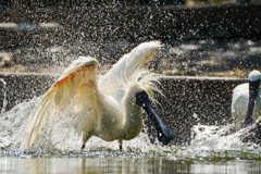 水遊びする鳥