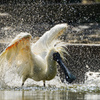 水遊びする鳥