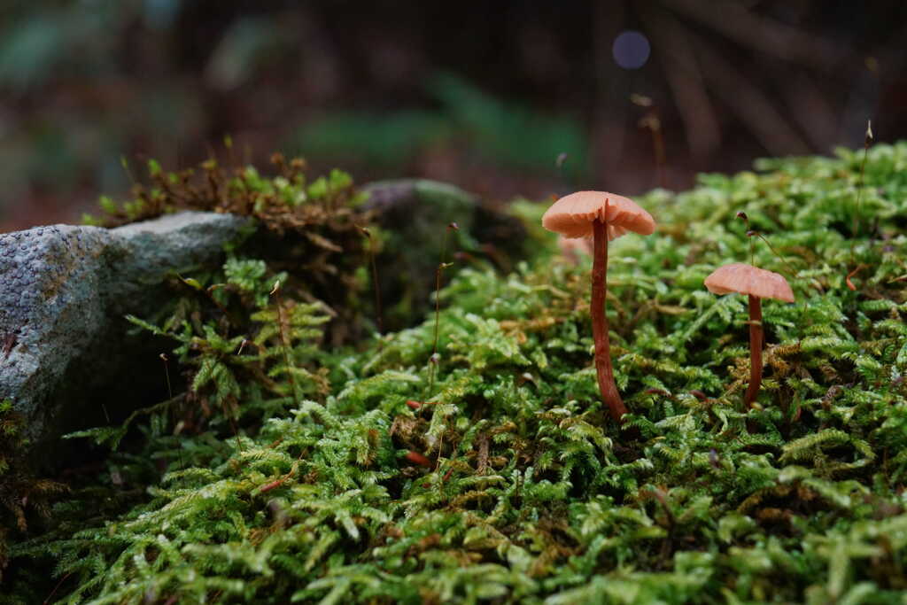 苔とキノコ