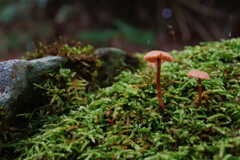 苔とキノコ