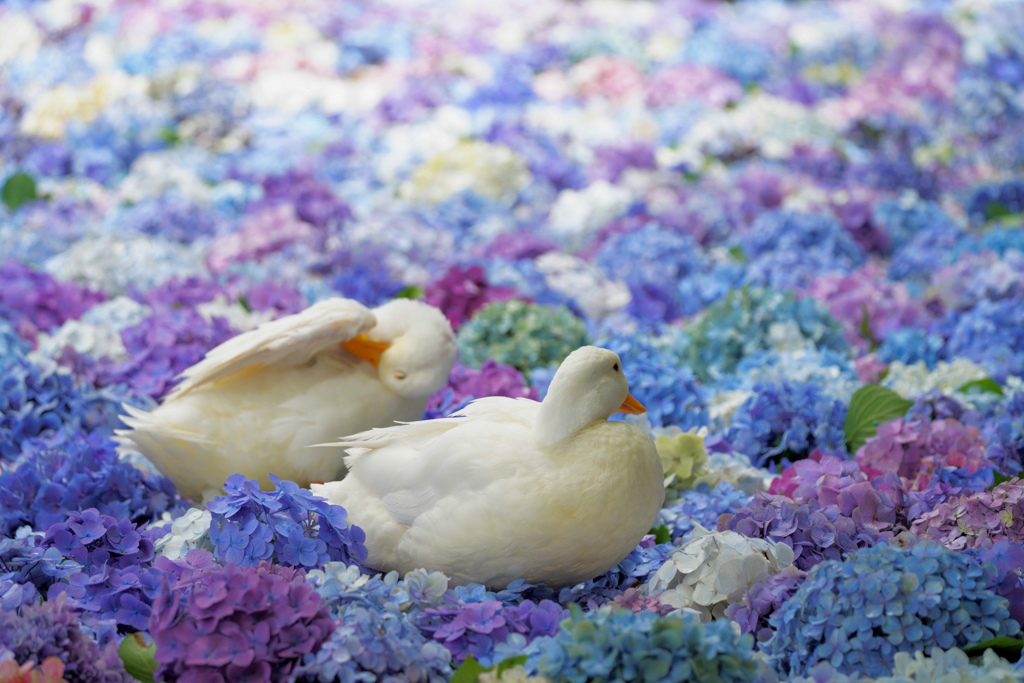紫陽花とアヒル