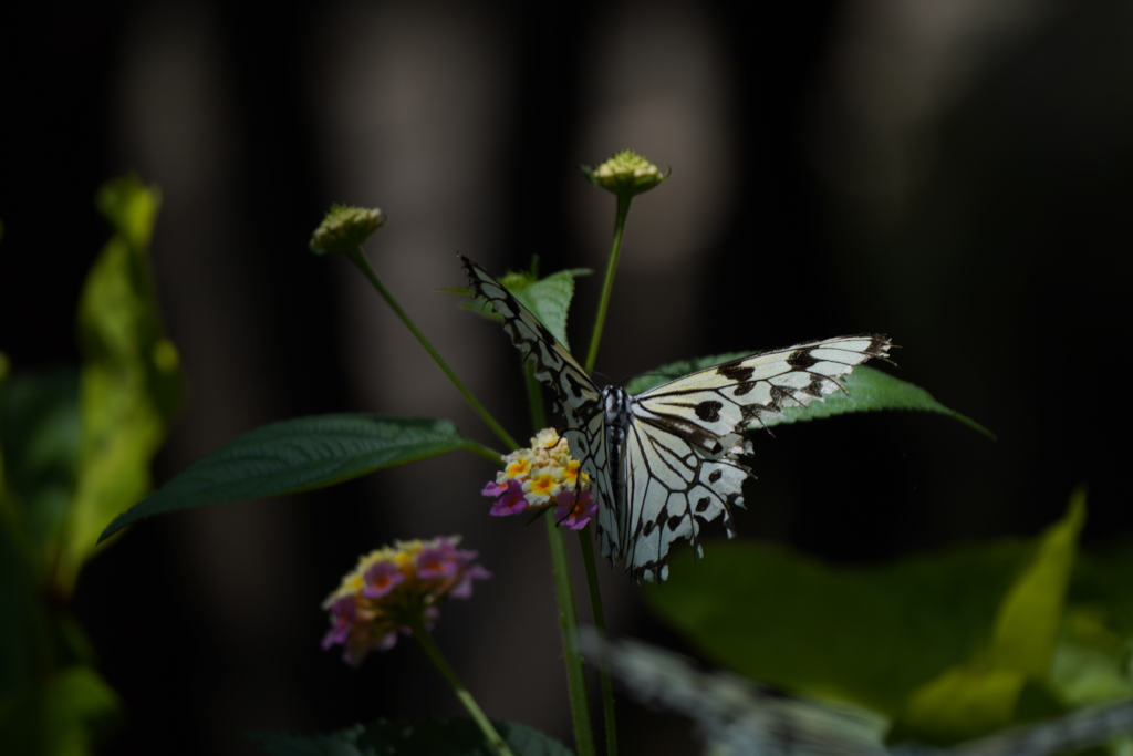 多摩動物公園の蝶々