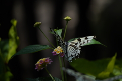 多摩動物公園の蝶々