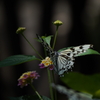 多摩動物公園の蝶々