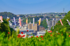 高台のこいのぼり