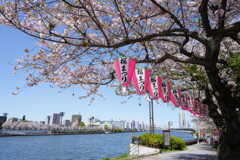 隅田川と桜