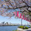 隅田川と桜