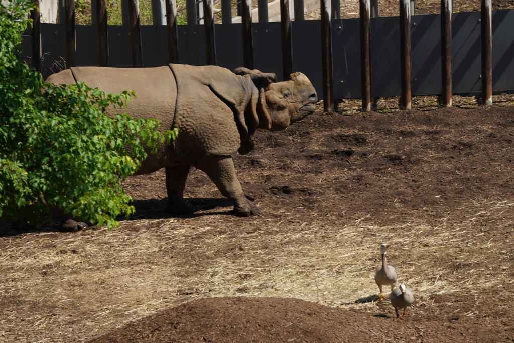 多摩動物公園のサイ