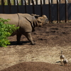 多摩動物公園のサイ