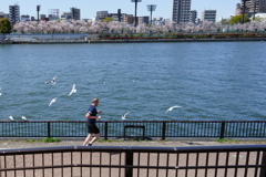 隅田川と桜