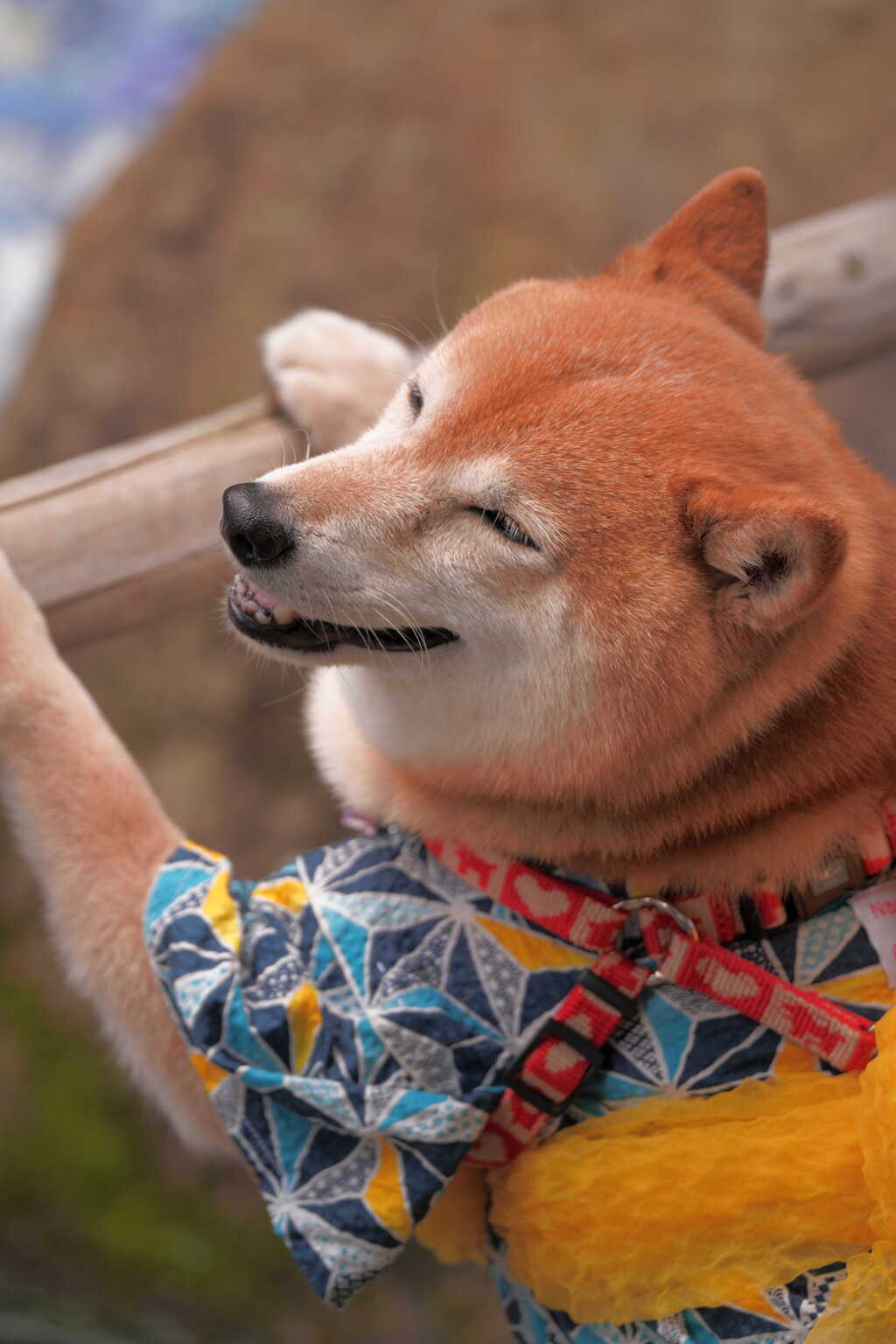 ごきげんだワン