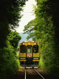 森を抜ける列車