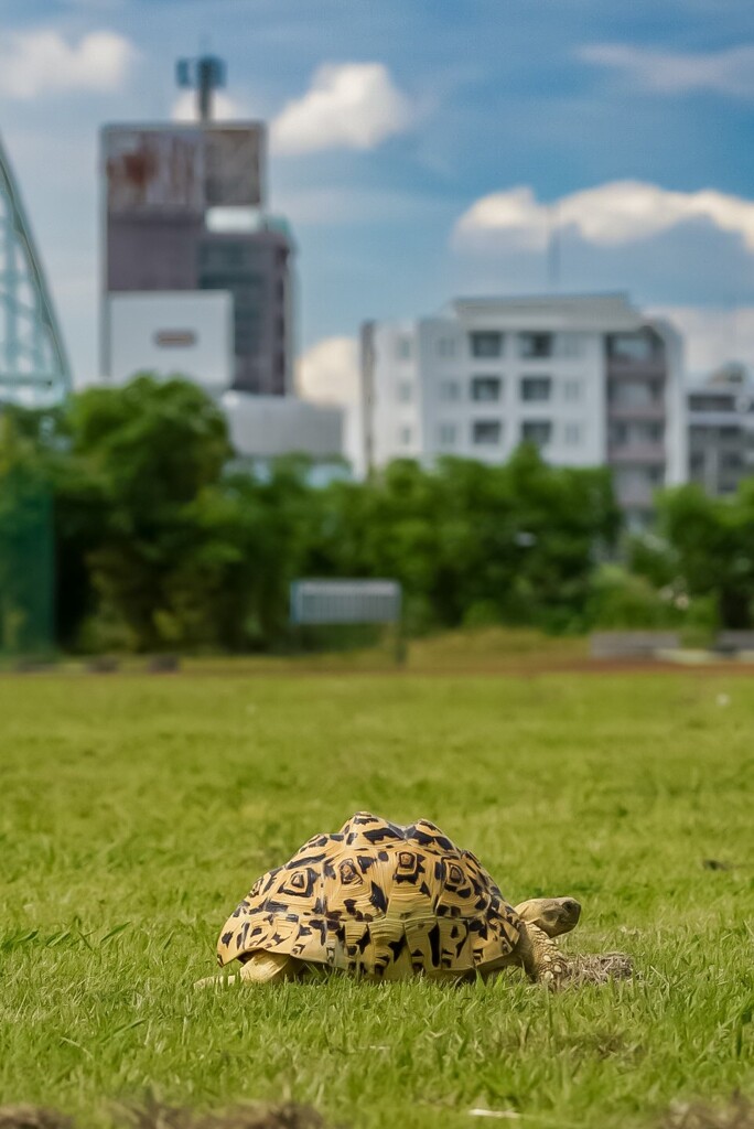 河川敷を散歩するリクガメ