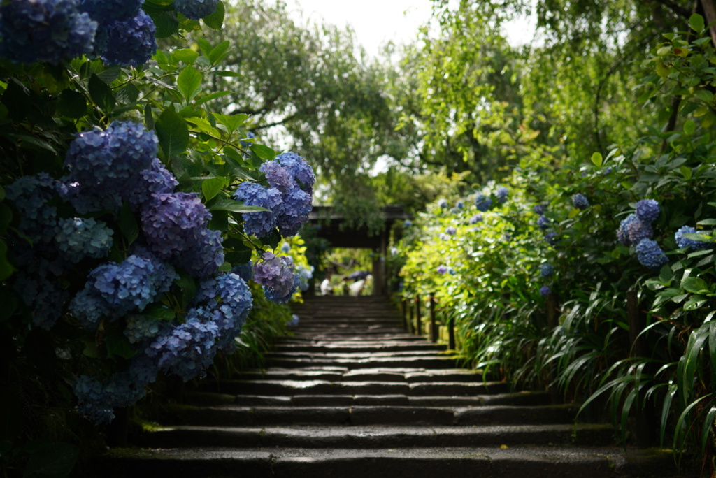 鎌倉明月院