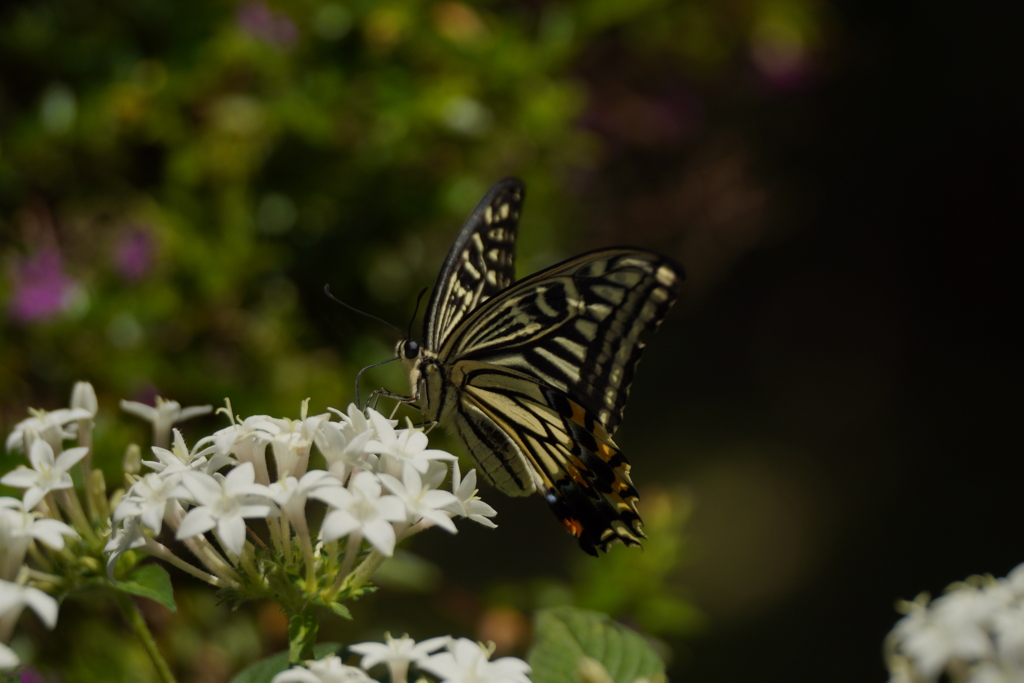 多摩動物公園の蝶々