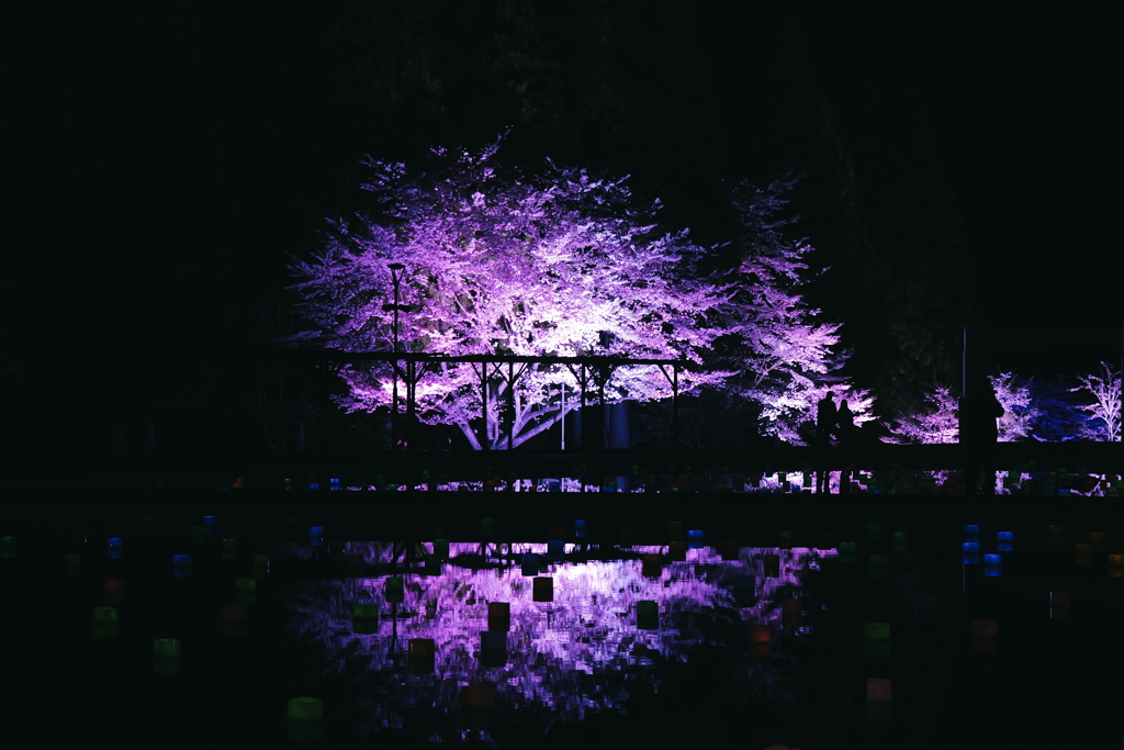 水面に映る夜桜