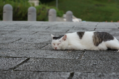 暑いにゃー