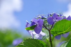 紫陽花