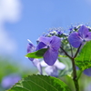 紫陽花