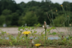 誰もいない公園