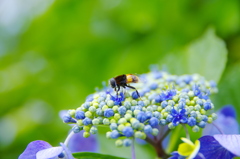 花と虫