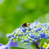 花と虫
