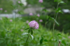 生える