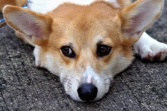 アン二ュイ　もう　帰りませんか　ご主人様