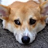 アン二ュイ　もう　帰りませんか　ご主人様