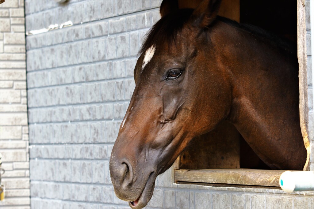 ミスター　エト　明けましておめでとうございます。