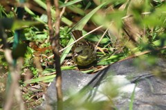 いらしゃい　あおじ　ちゃん