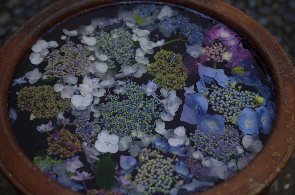花手水  アジサイの水鉢