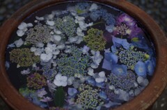 花手水  アジサイの水鉢