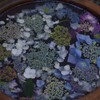 花手水  アジサイの水鉢