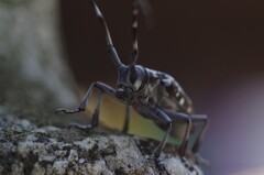 エイリアン