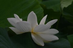 白蓮　2