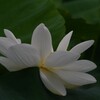 白蓮　2