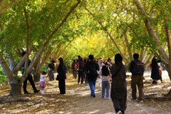 黄金の　トンネル