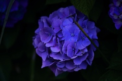 紫陽花