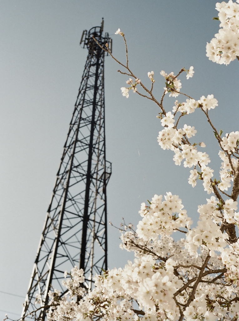 桜　鉄塔