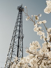 桜　鉄塔