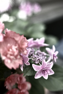 紫陽花　渋めに