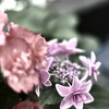 紫陽花　渋めに