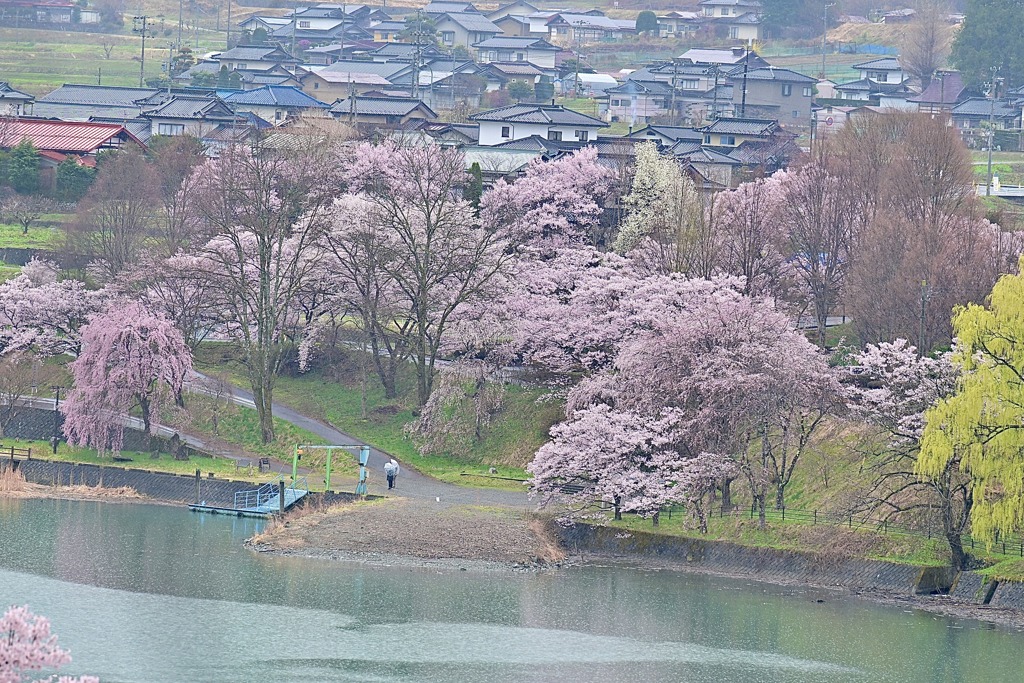 湖畔の桜