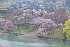 湖畔の桜