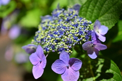 夜紫陽花
