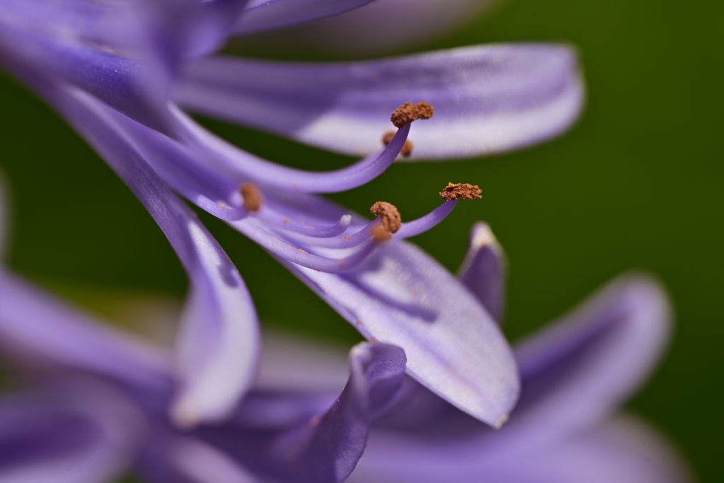 Purple 2