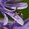 Purple 2
