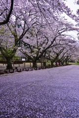 田沢湖畔