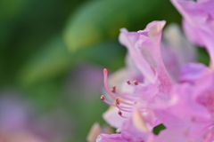Another Pink